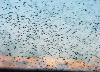 Insect Swarms Found to Generate Electric Charge Similar to Storm Clouds, Revolutionizing Our Understanding of the Atmosphere