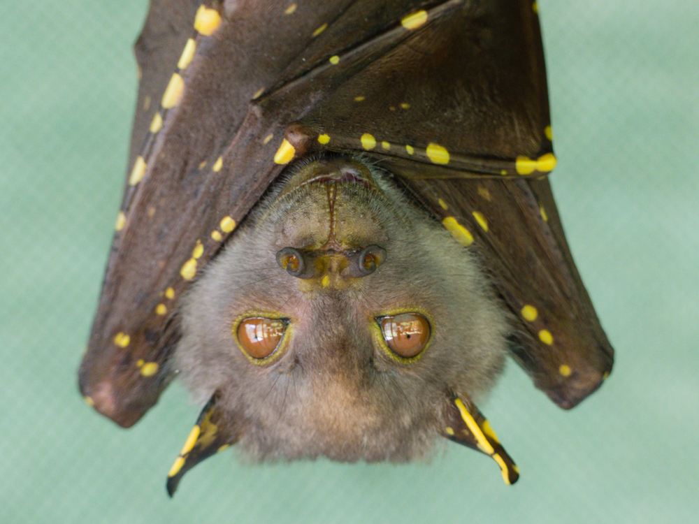 Myth busted: bats aren’t blind like many think