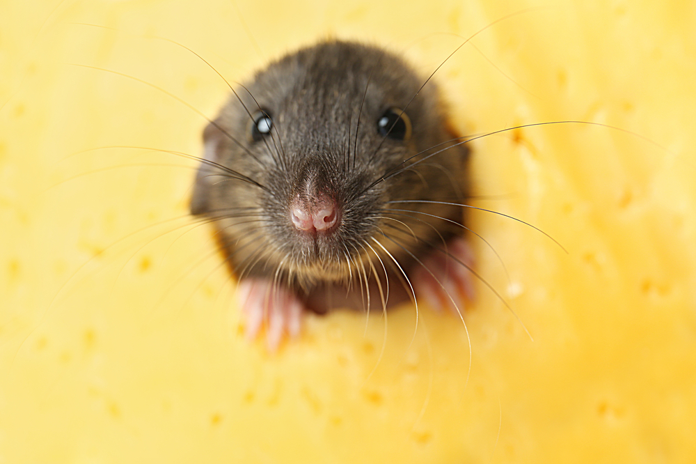 Mice don’t love cheese at all